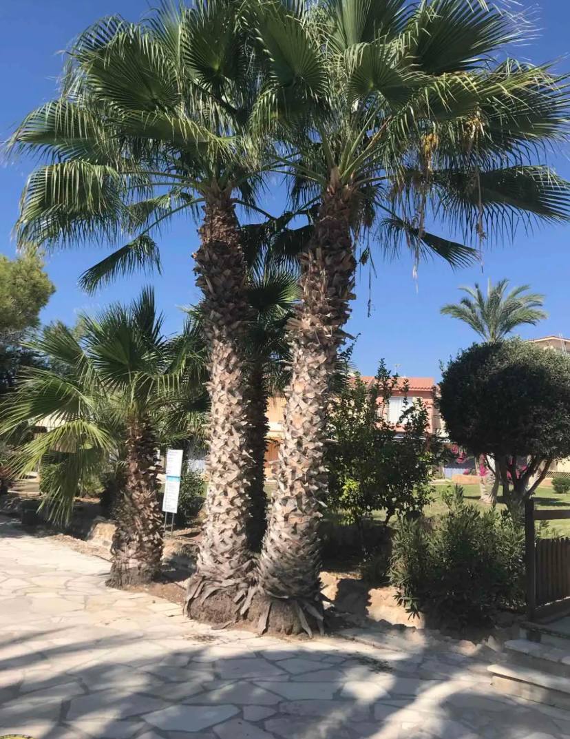 2 dormitorios Apartamento en Chloraka, Paphos, Chipre No. 37146