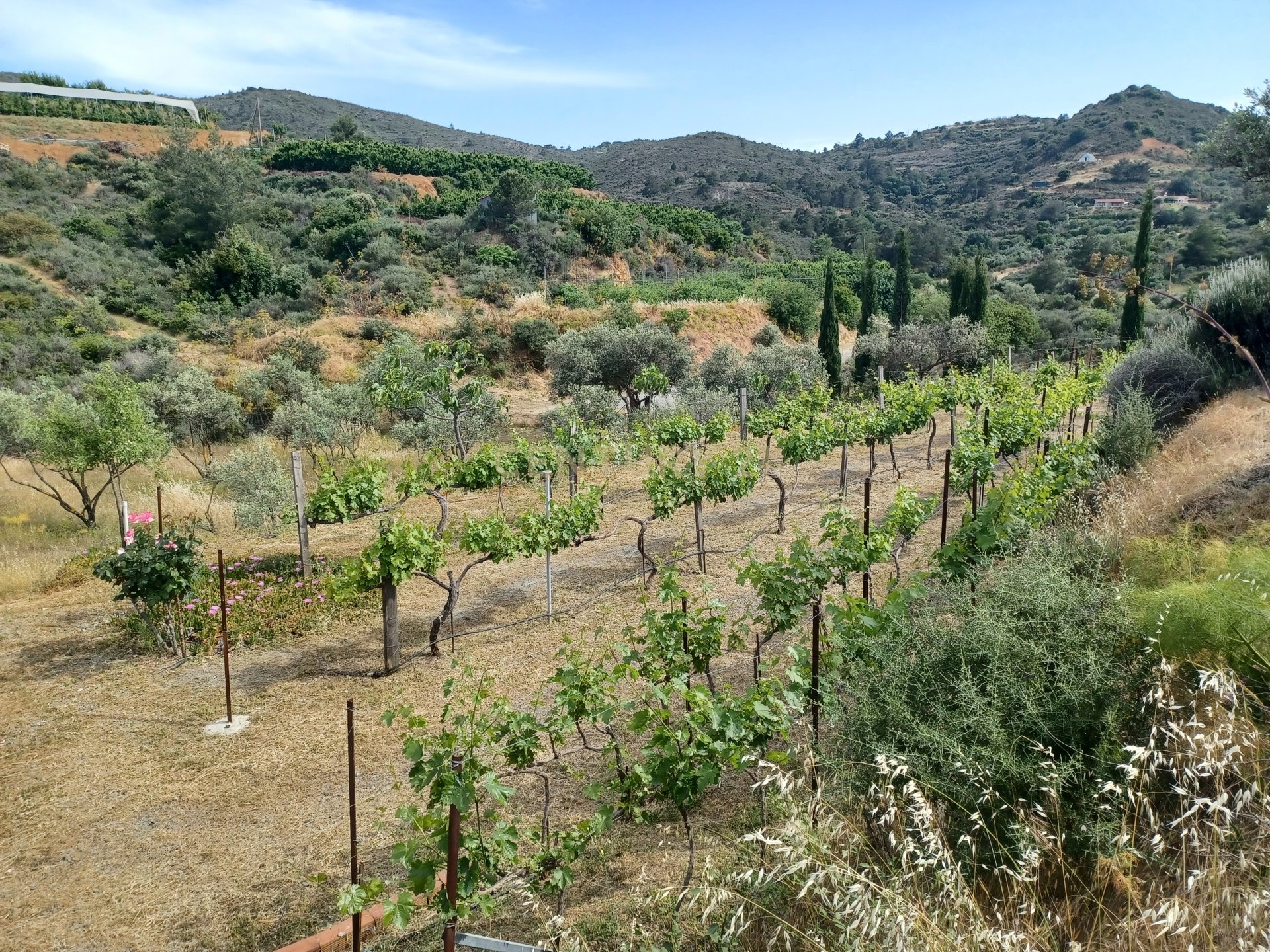 Land in Kellaki, Limassol, Cyprus No. 53624
