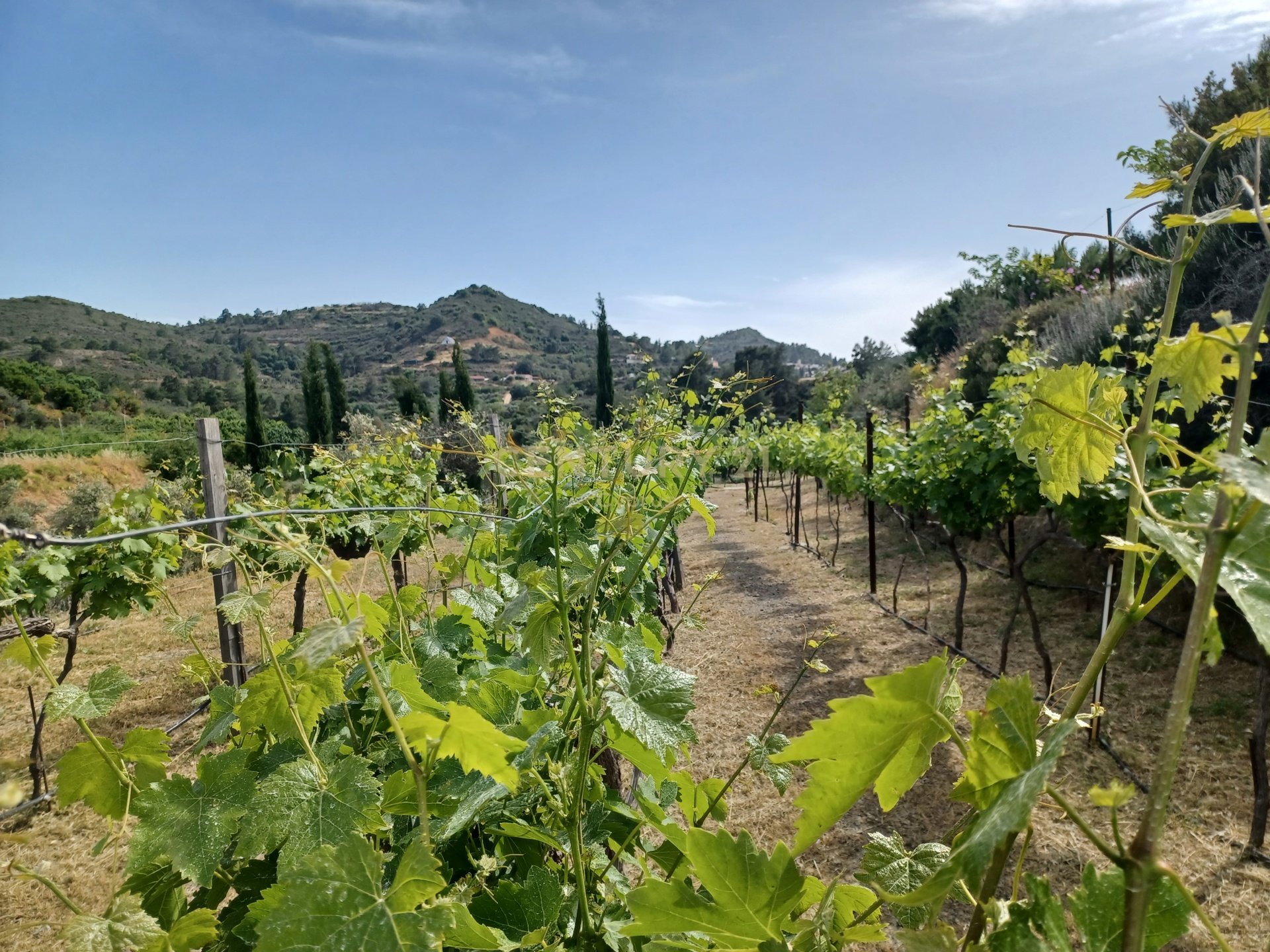 Land in Kellaki, Limassol, Cyprus No. 53624