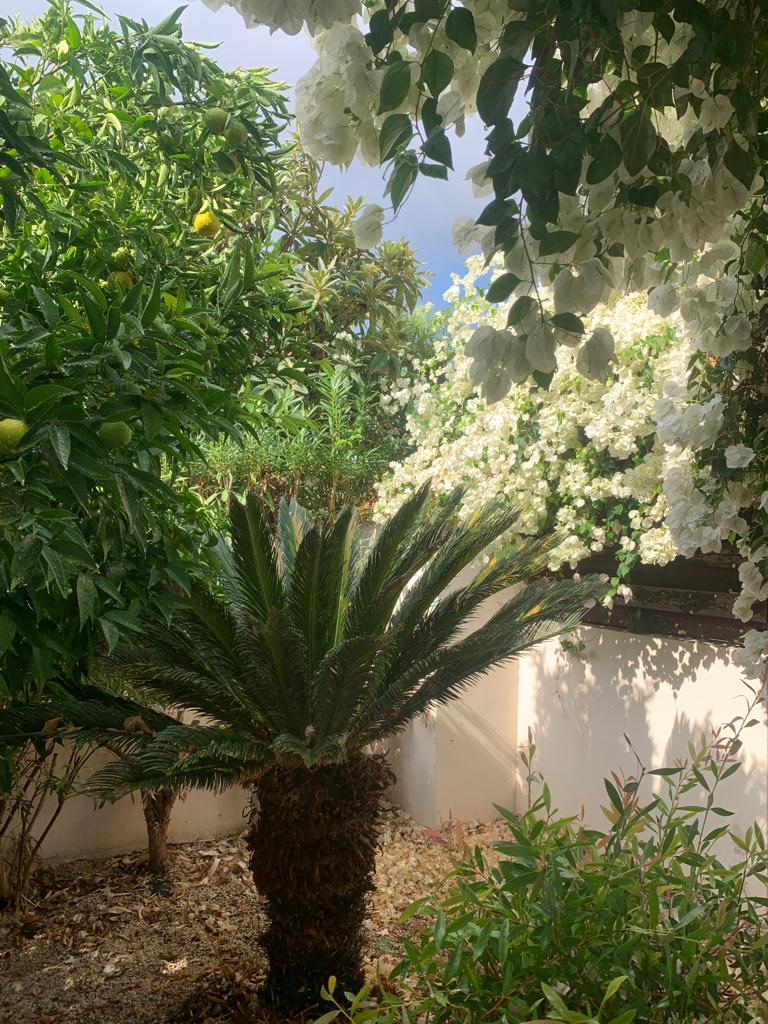 3 bedrooms Villa in Pegeia, Paphos, Cyprus No. 57503