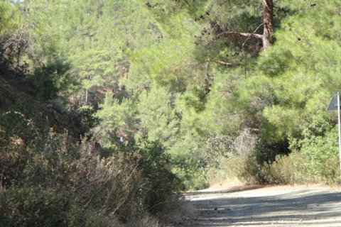 4050m2 Terrain à Pera Pedi, Limassol, Chypre No. 25712