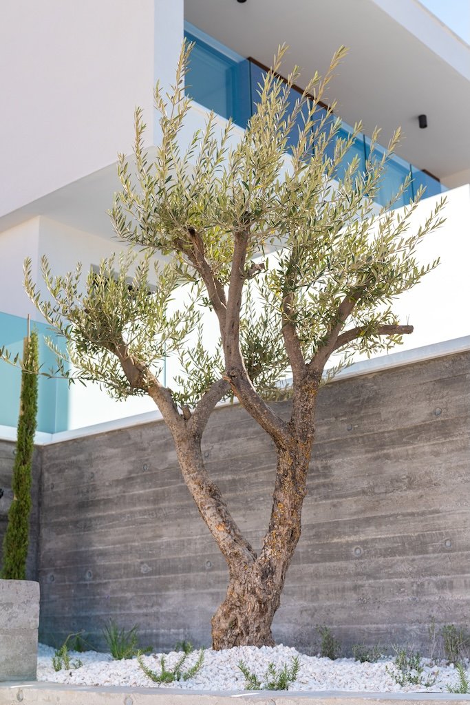 3 bedrooms Villa in Paphos, Cyprus No. 35806
