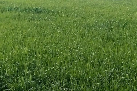 21741m2 Land in Nicosia,  No. 40216 3