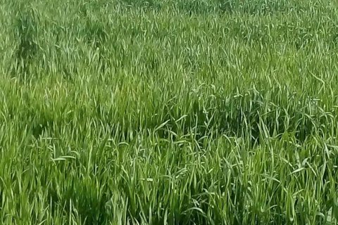 21741m2 Land in Nicosia,  No. 40216