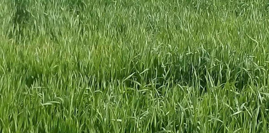 21741m2 Land in Nicosia,  No. 40216