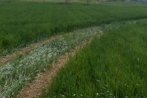 21741m2 Land in Nicosia,  No. 40216 2