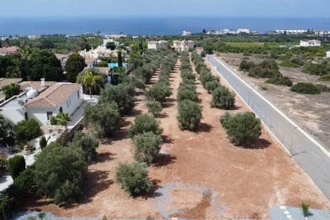 7 chambres Villa à Pegeia, Paphos, No. 50423 10