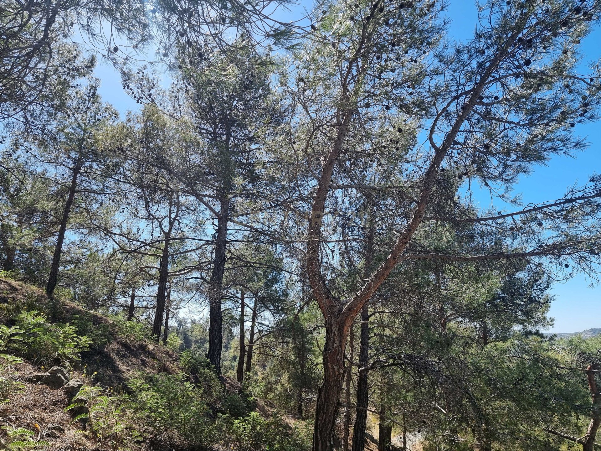 Land in Moniatis, Limassol, Cyprus No. 54076