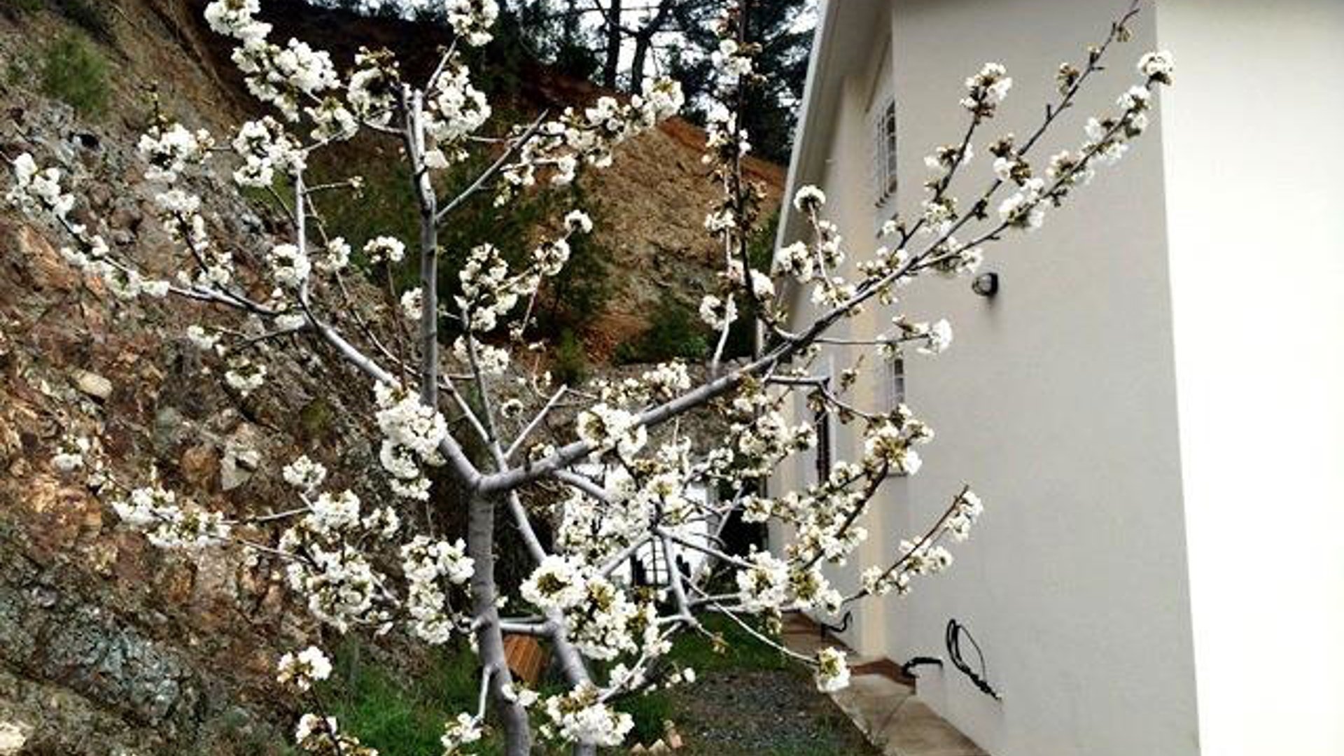 4 bedrooms Villa in Pera Pedi, Limassol, Cyprus No. 25630