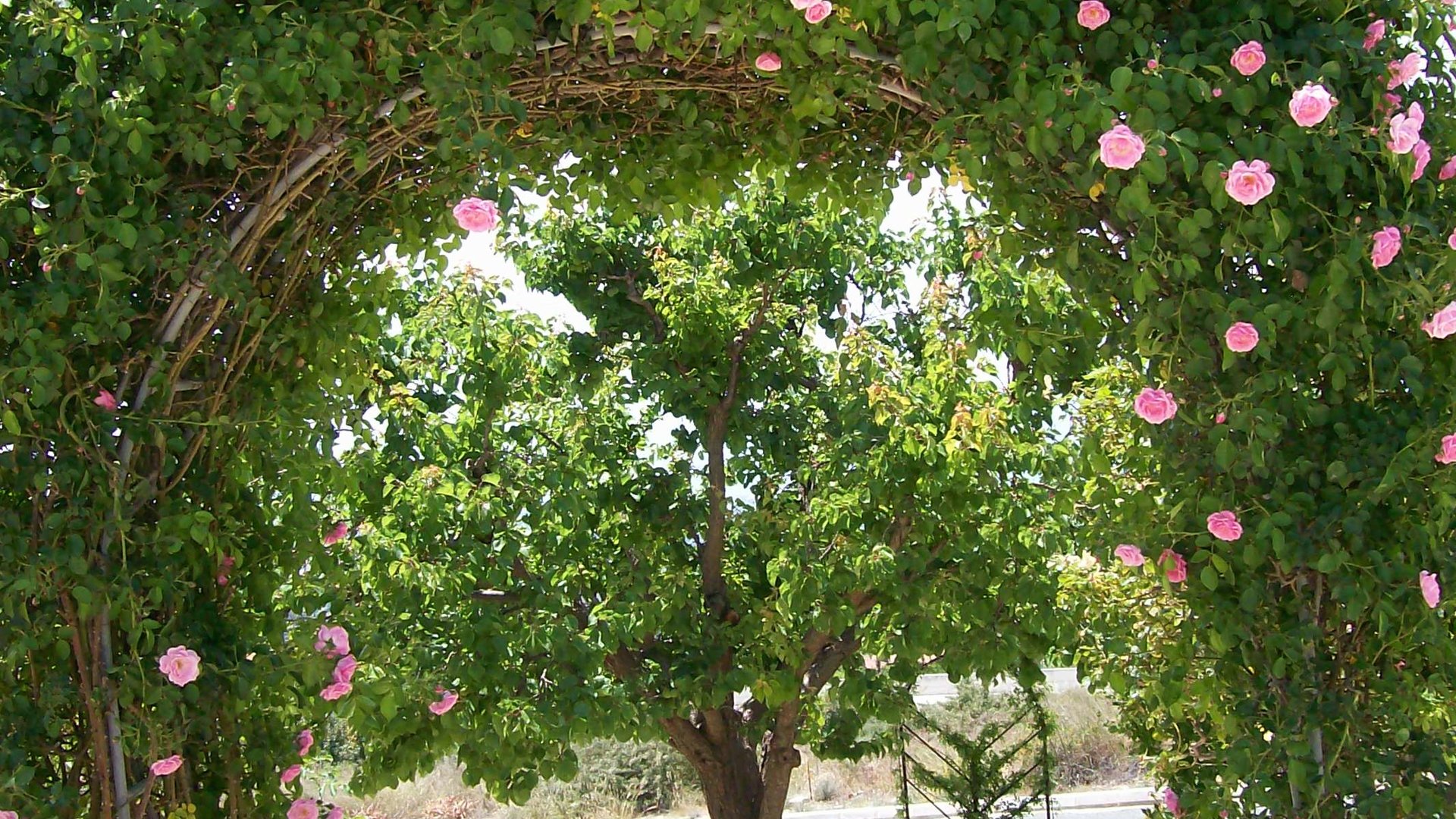 5 bedrooms Villa in Tala, Paphos, Cyprus No. 25858