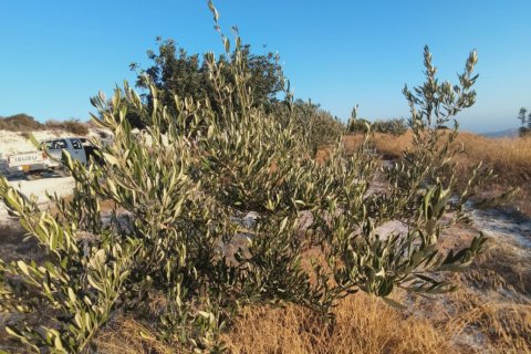 29089m2 Terrain à Vavla, Larnaka,  No. 56776 9