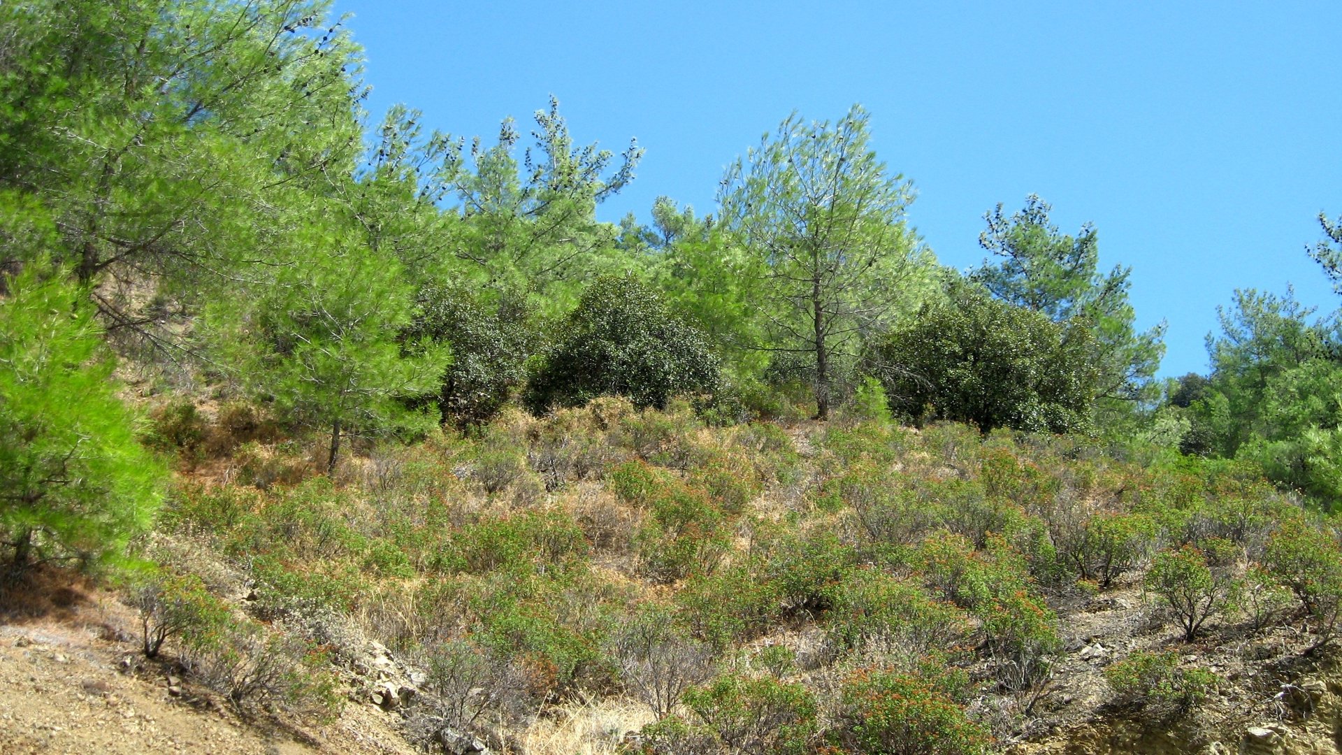 25586m2 Terrain à Pera Pedi, Limassol, Chypre No. 25689