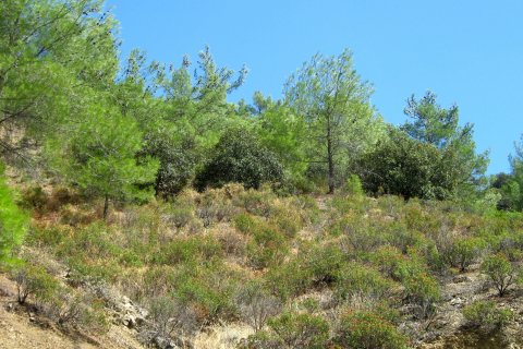 25586m2 Terrain à Pera Pedi, Limassol, Chypre No. 25689