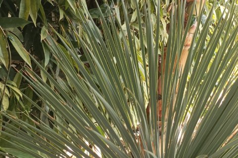 2 bedrooms Maisonette in Pernera, Ammochostos,  No. 40096 5