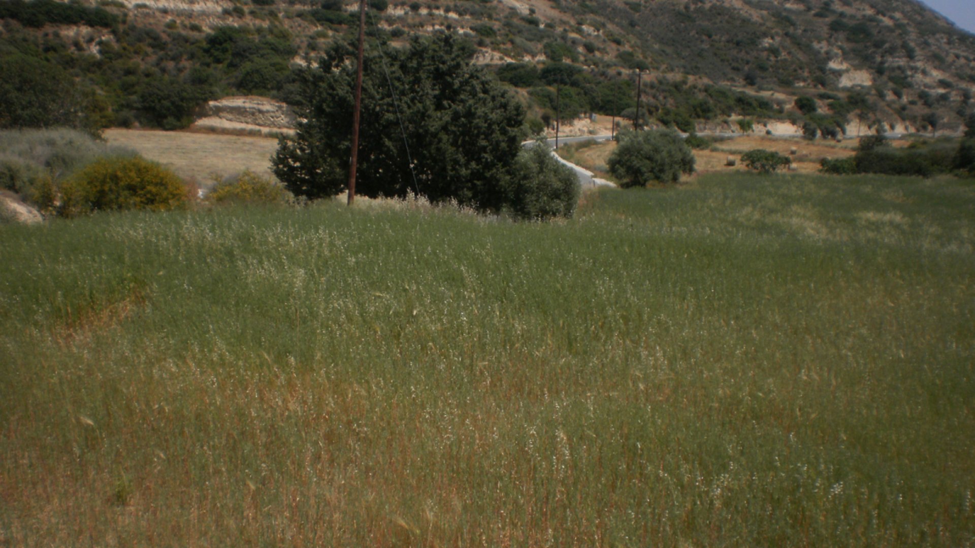 8362m2 Terrain à Pissouri, Limassol, Chypre No. 25580