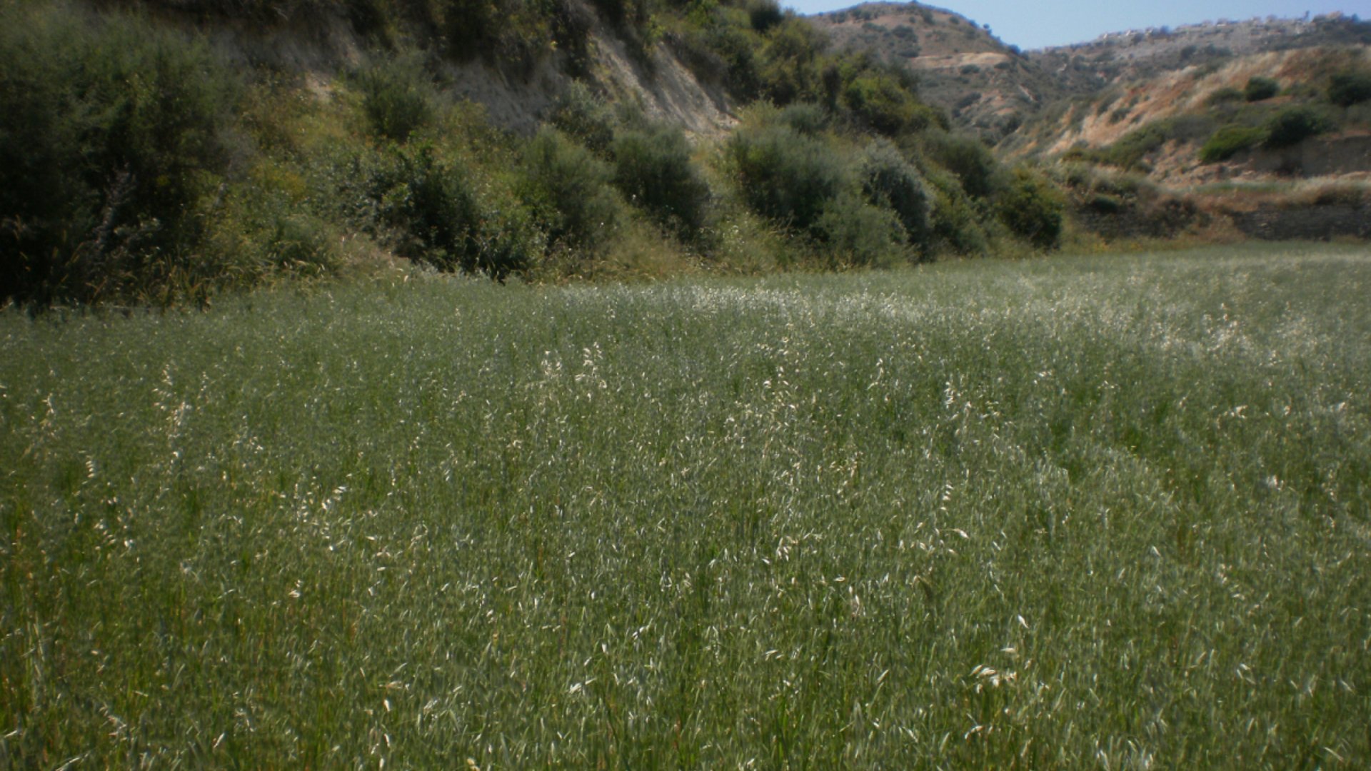 8362m2 Terrain à Pissouri, Limassol, Chypre No. 25580