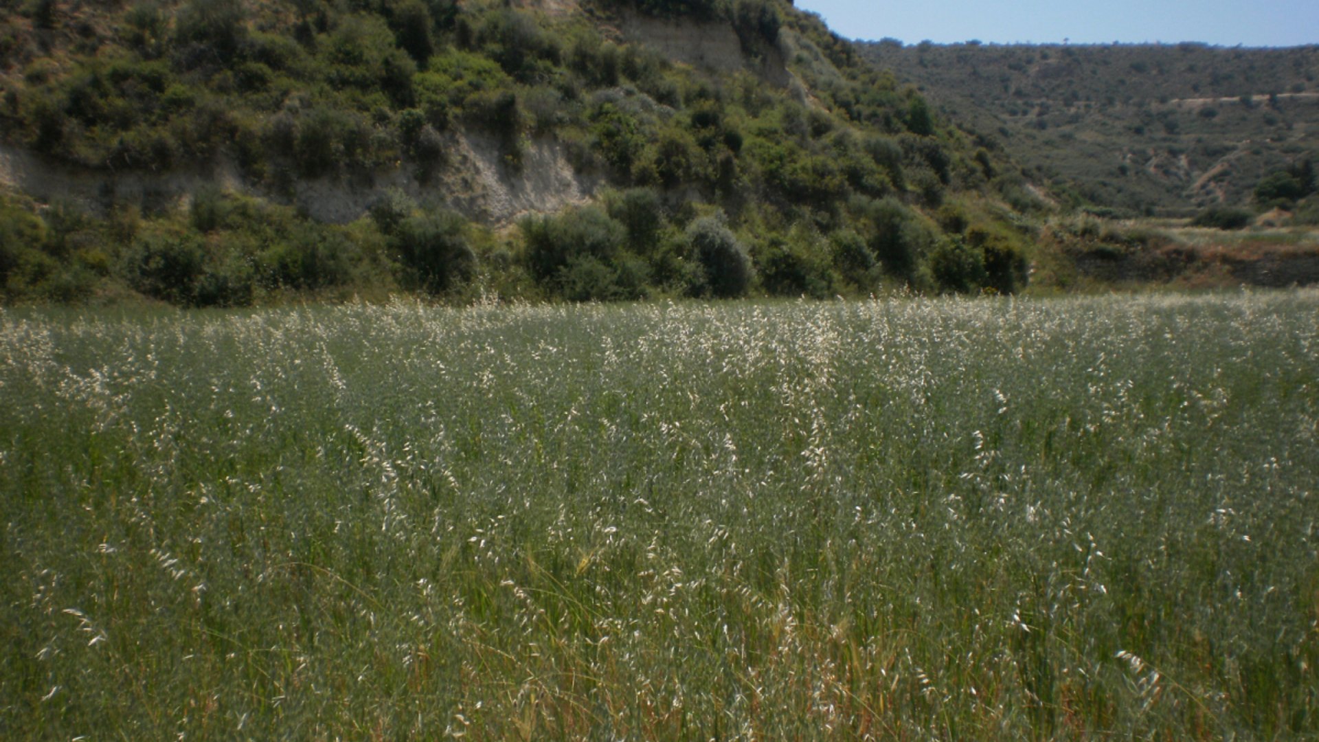 8362m2 Terrain à Pissouri, Limassol, Chypre No. 25580