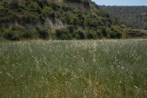 8362m2 Terrain à Pissouri, Limassol, Chypre No. 25580