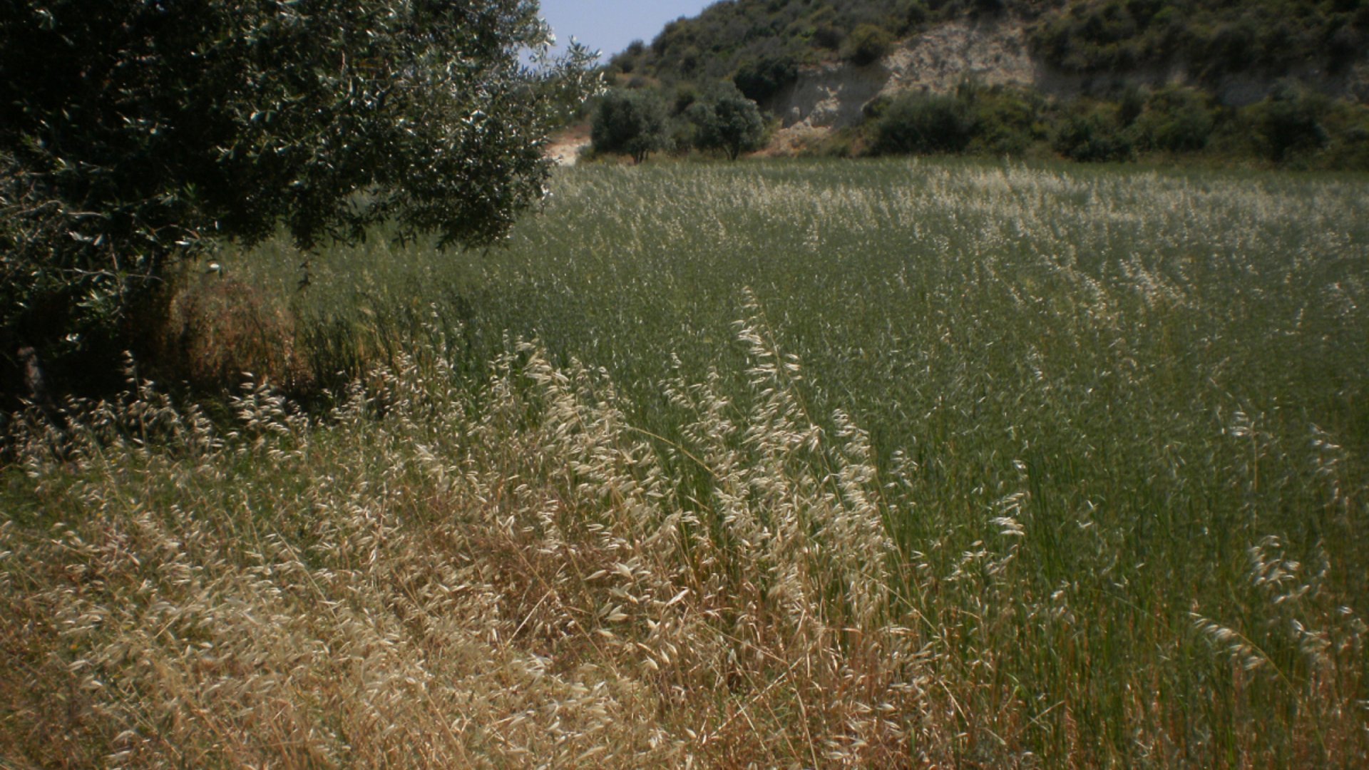 8362m2 Terrain à Pissouri, Limassol, Chypre No. 25580