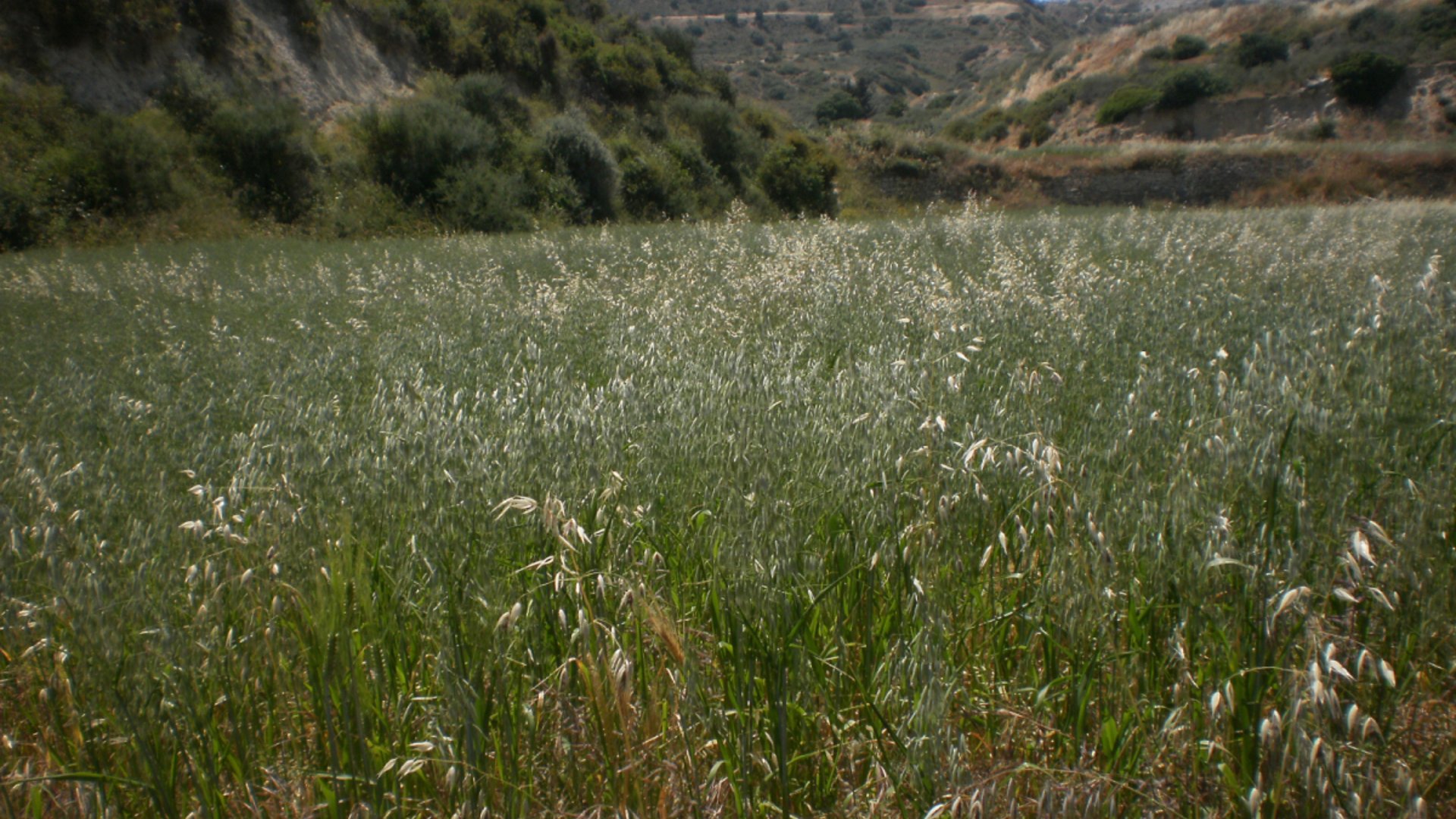 8362m2 Terrain à Pissouri, Limassol, Chypre No. 25580