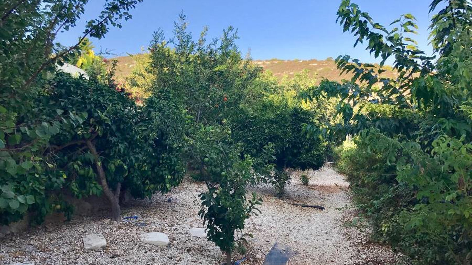 5 bedrooms Villa in Tala, Paphos, Cyprus No. 25722